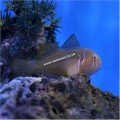 SAFFRON GOBY